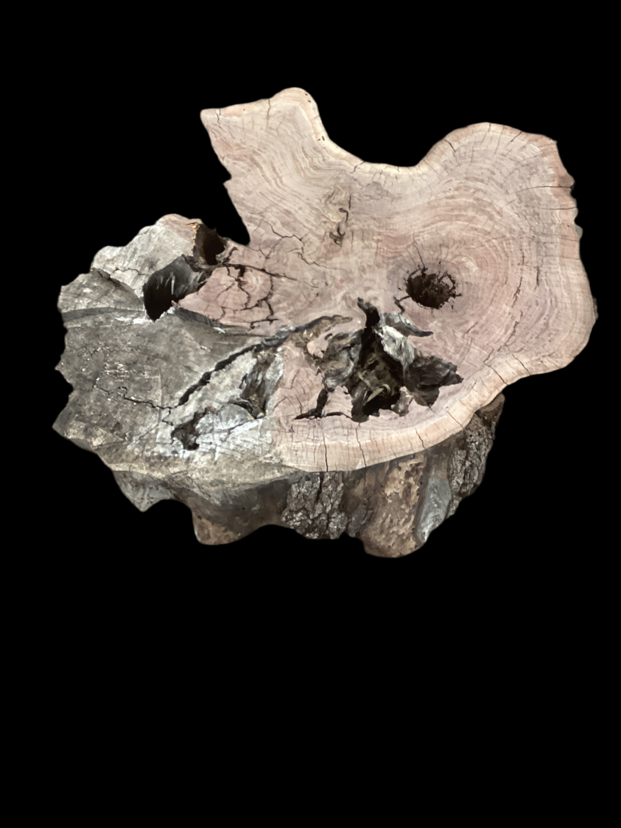 Irregular shaped walnut slab with many holes nestled into it.