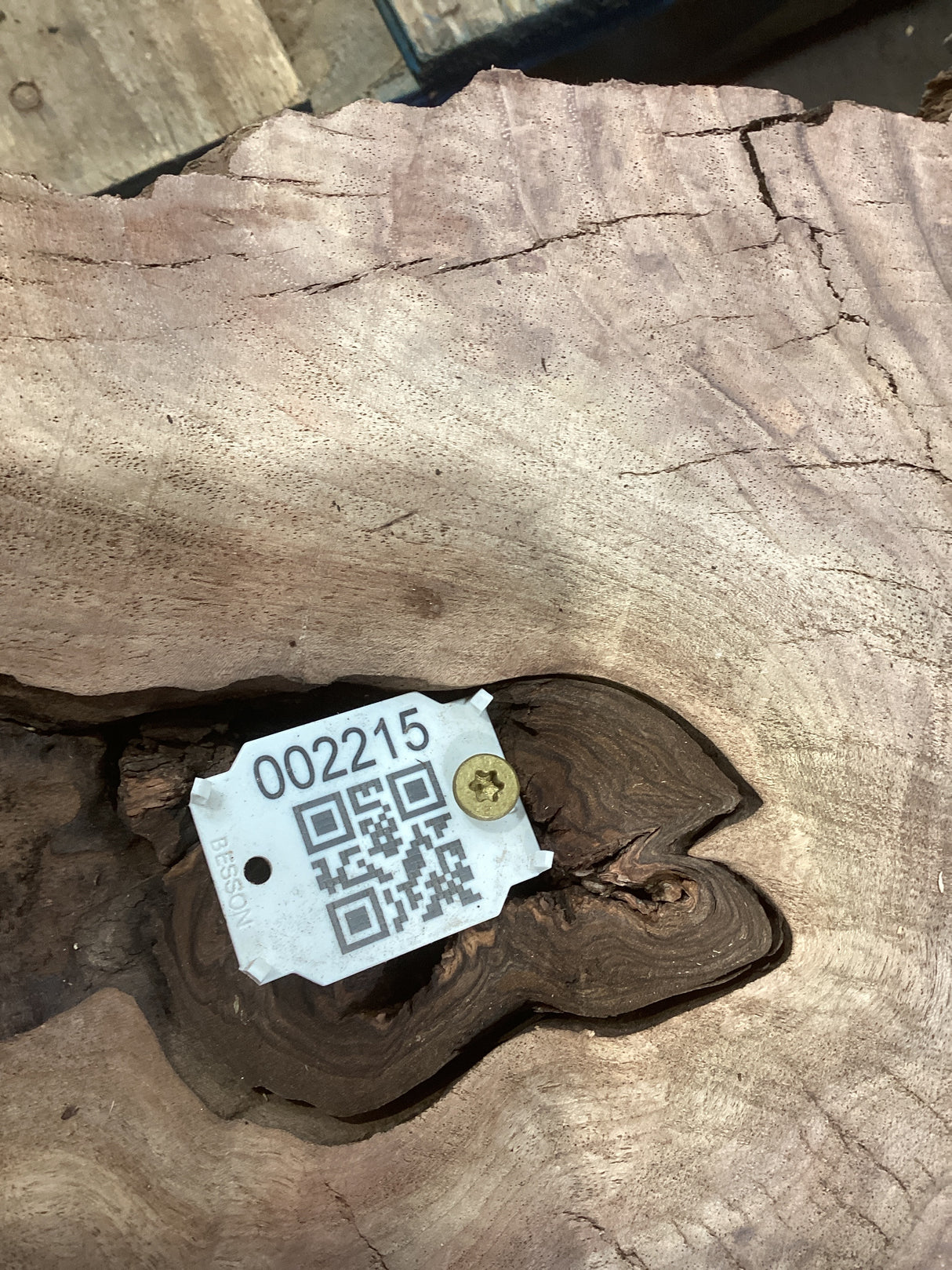 A walnut slab with a thickness of 6 inches, featuring natural holes and patterns, with an attached tag displaying a QR code and product information.