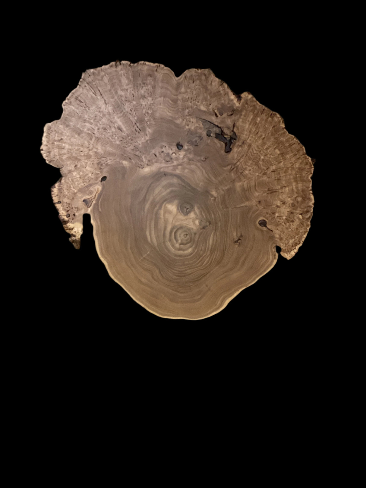 A circular wooden wall hanging artwork, featuring a detailed cross-section of a tree, on a black background.