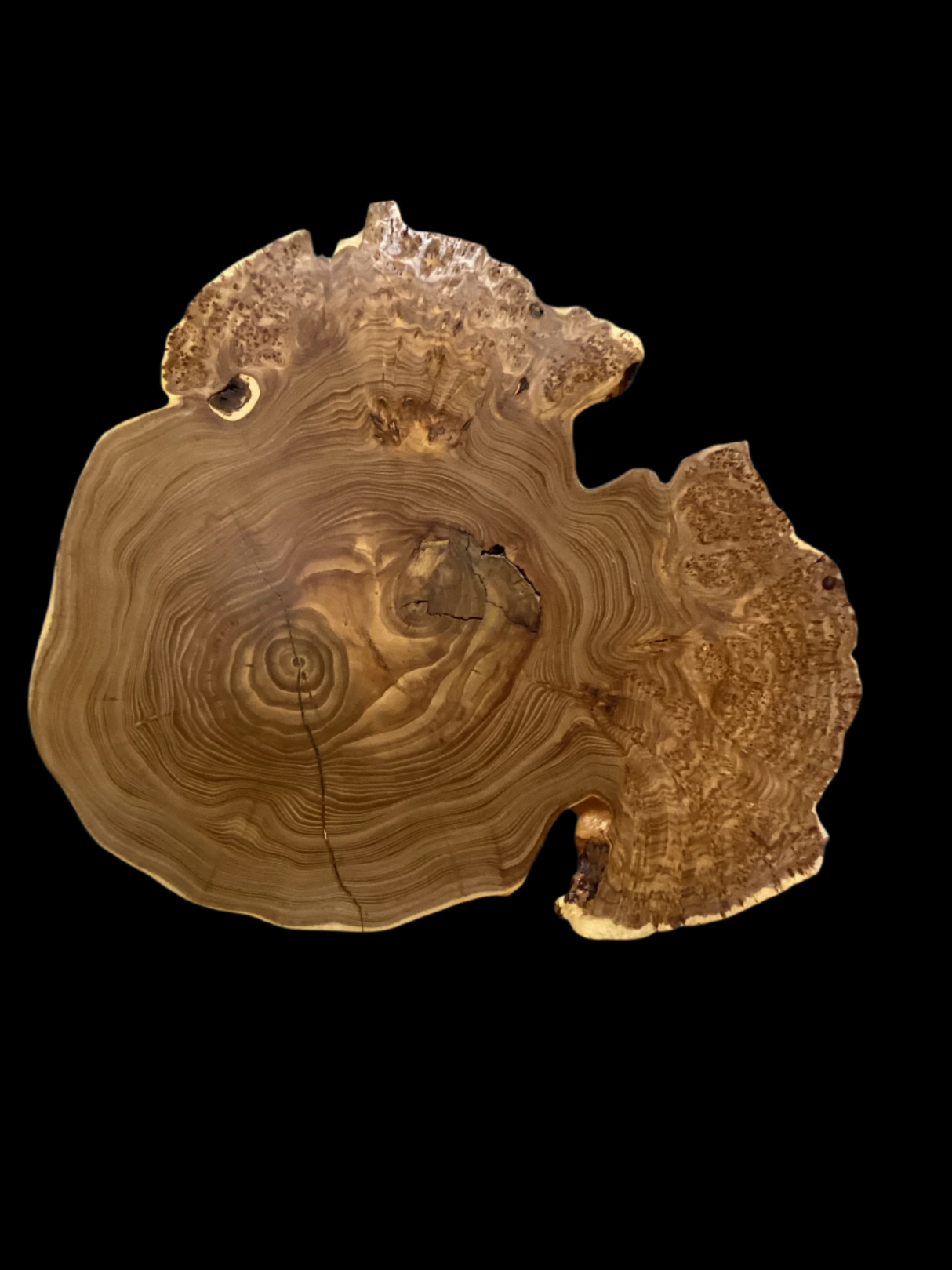 A sculpture of a Siberian Elm tree with a nature-inspired design, featuring a detailed representation of the wood grain.