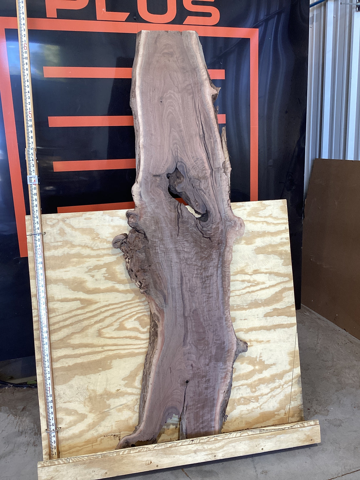 A walnut wood slab placed on a wooden stand against a plywood background showing the length.