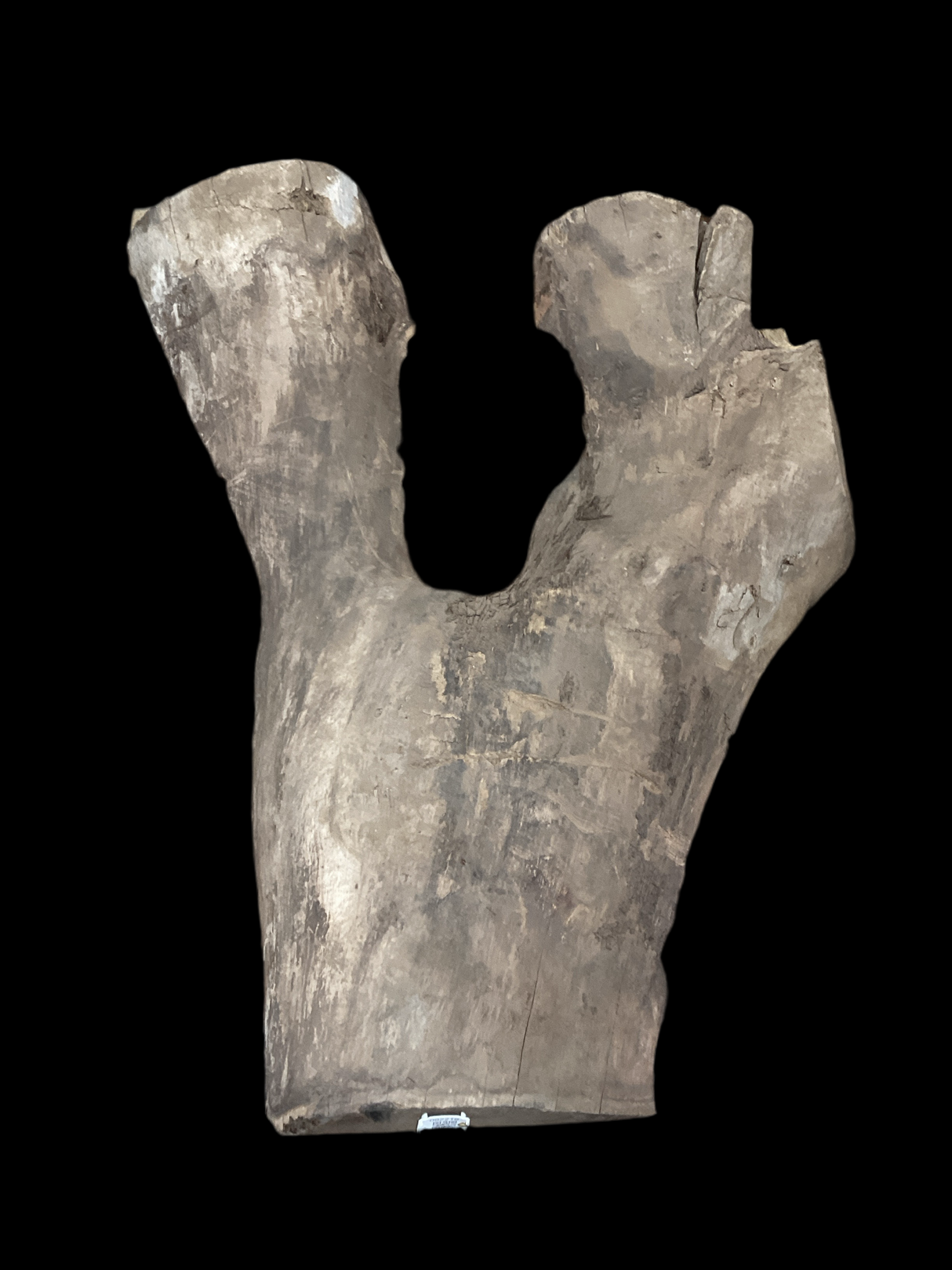 Irregular shaped walnut slab with a black background.