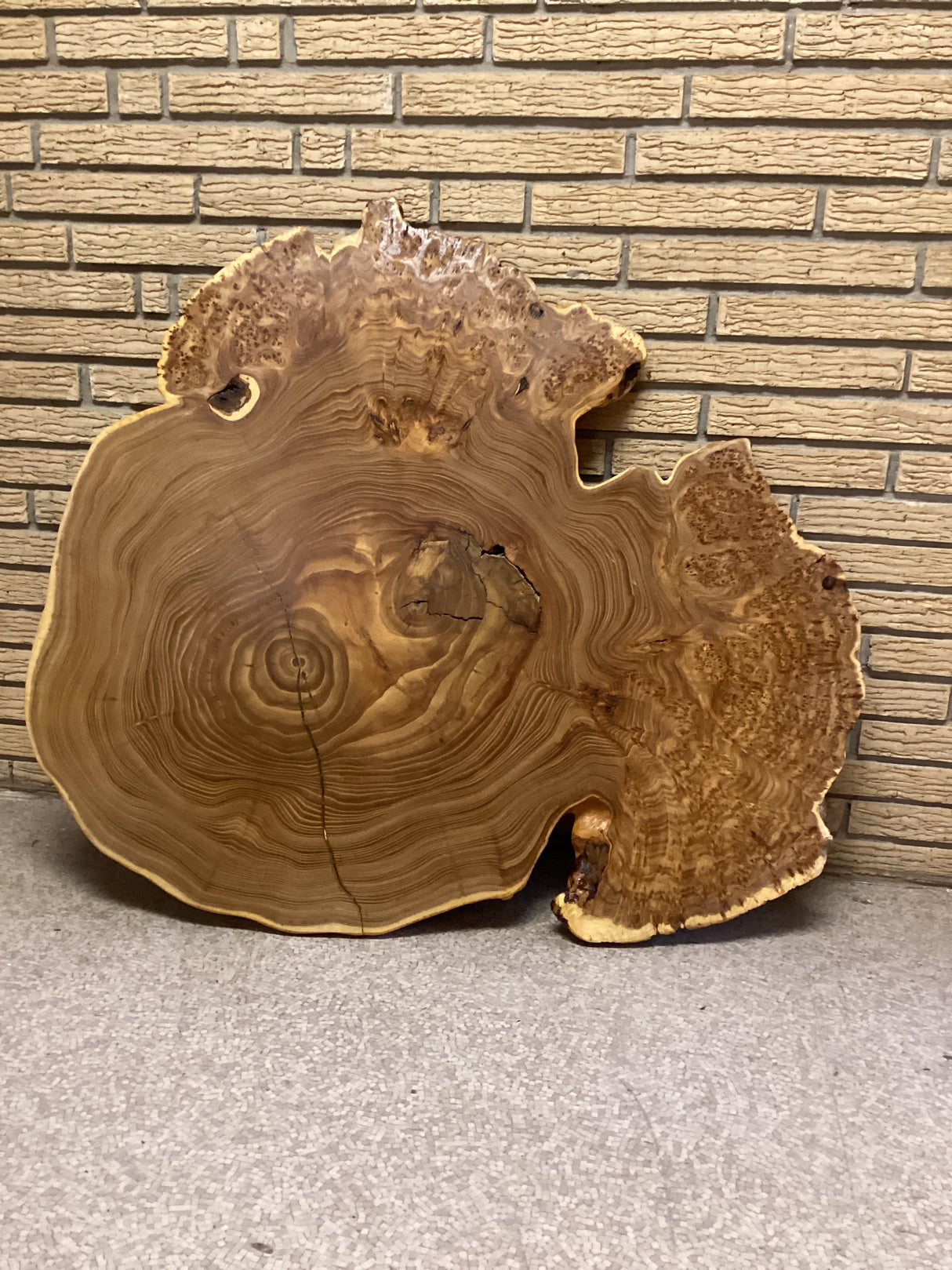 A sculpture of a Siberian Elm Burl, featuring a natural brown color and unique grain patterns, positioned against a brick wall.