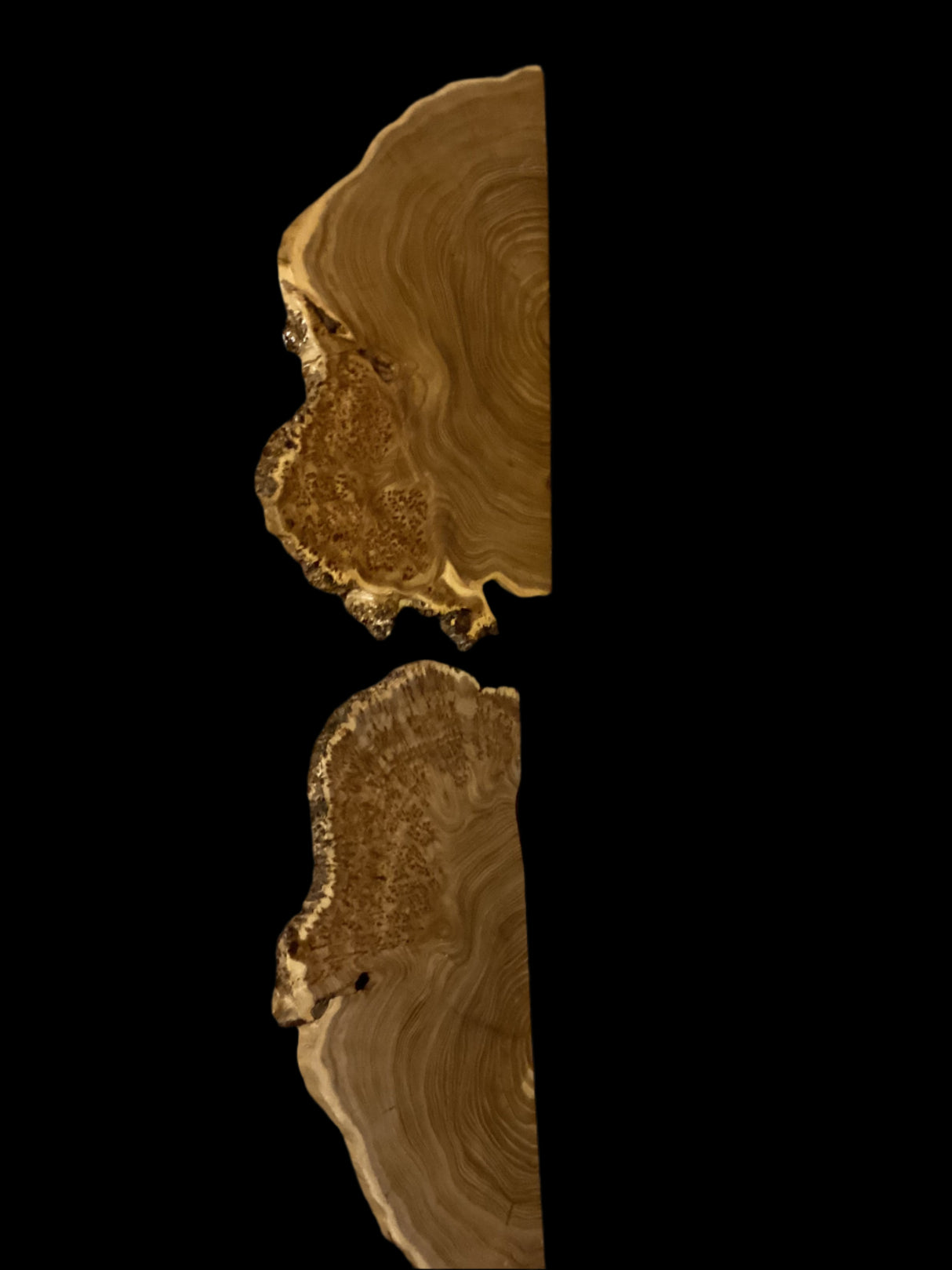 Two pieces of Siberian Elm wood, shaped like cookie halves, on a black background.