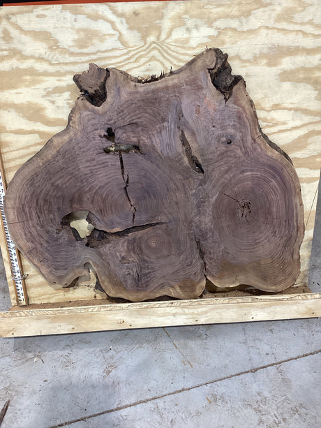 Round walnut wood slab on a plywood background showing the size.