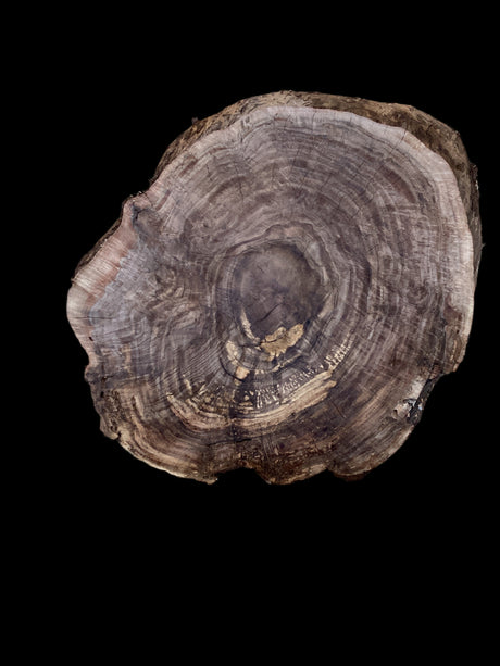 A round walnut wood plaque with natural edges and a visible side pattern of wood insect borers and natural decay.
