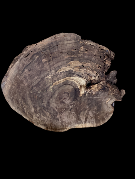 A round walnut wood plaque with natural edges and a visible side pattern of wood insect borers and natural decay.