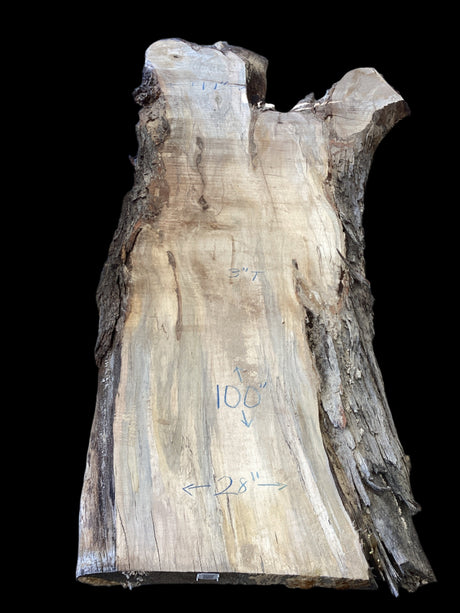 A Silver Maple wood slab with natural edges and some form of measurement or marking on the surface.