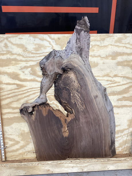 A walnut wood slab placed on a wooden stand against a plywood background showing the length.