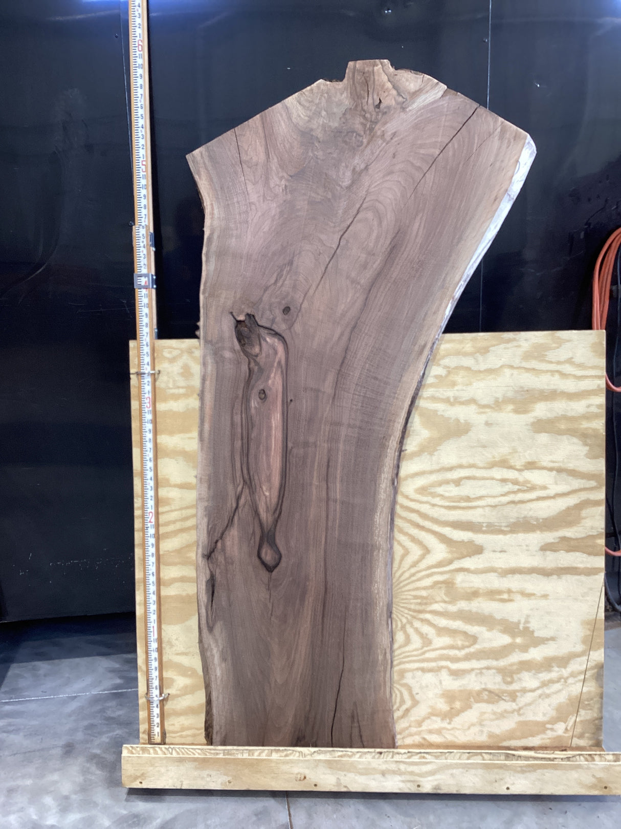 A walnut slab placed on a wooden frame, with a measuring tape for scale.