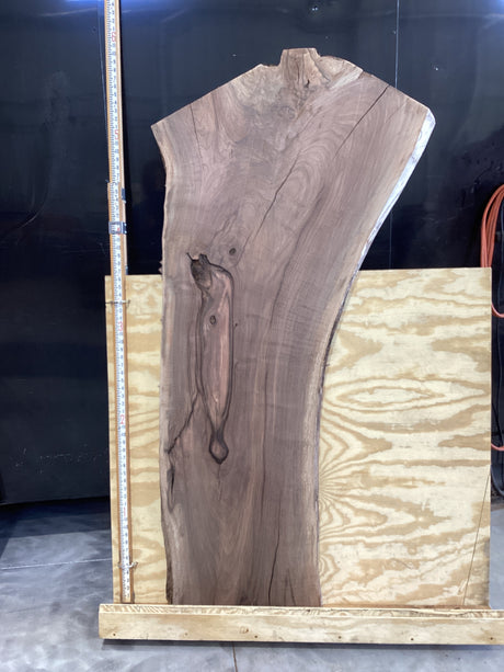 A walnut slab placed on a wooden frame, with a measuring tape for scale.