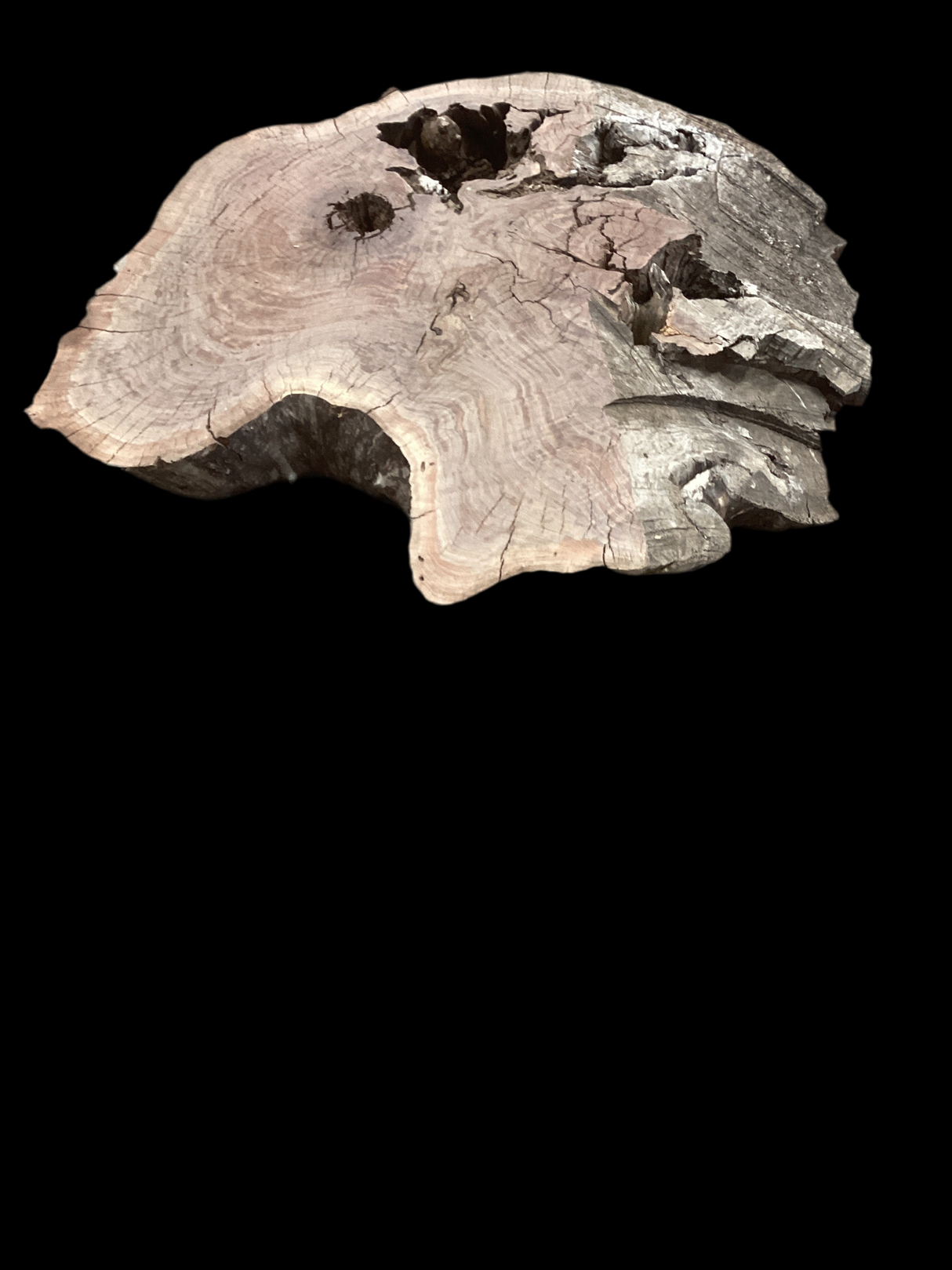 Irregular shaped walnut slab with many holes nestled into it.