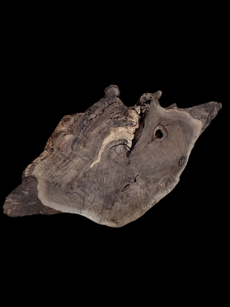  A walnut slab on a black background.