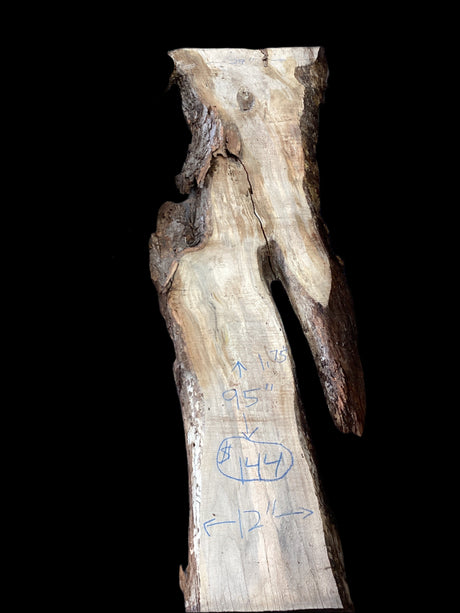 A Silver Maple wood slab with natural edges and a rough texture, displayed on a concrete surface with visible measurements.