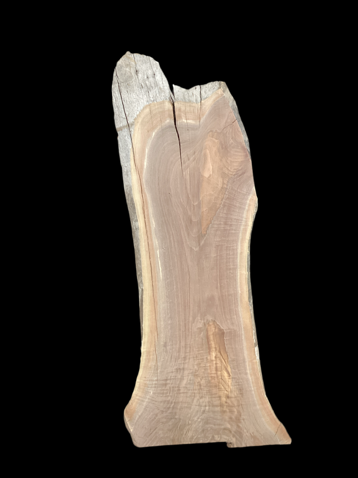 A short irregular shaped walnut slab with a black background. 