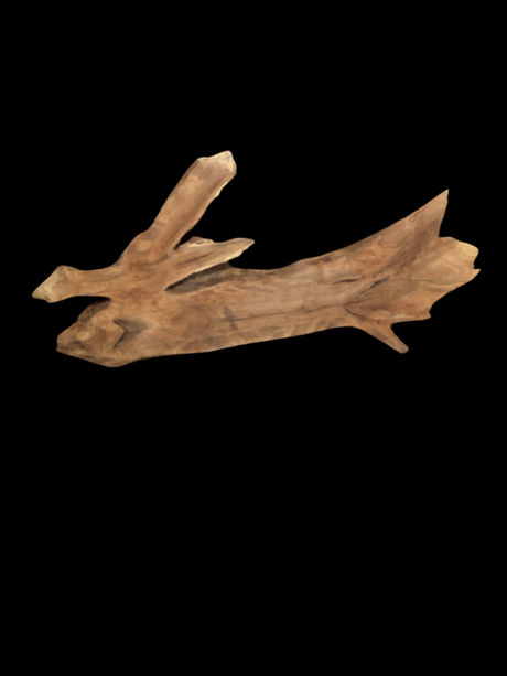 A walnut wood piece with a natural brown color and distinct grain, shaped like a branch with multiple forks.