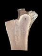A short irregular shaped walnut slab with a black background. 