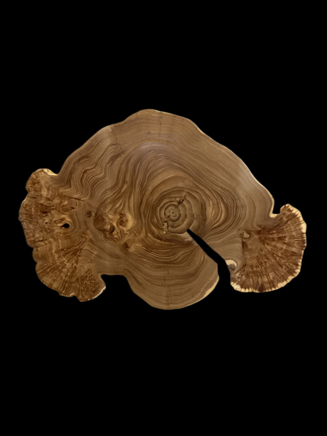 A Siberian Elm Burl, displaying the natural curved grain of the wood against a black background.