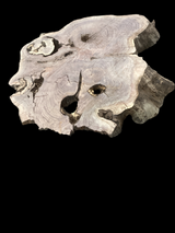 Irregular shaped walnut slab with many holes nestled into it.