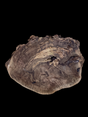 A round walnut wood plaque with natural edges and a visible side pattern of wood insect borers and natural decay.