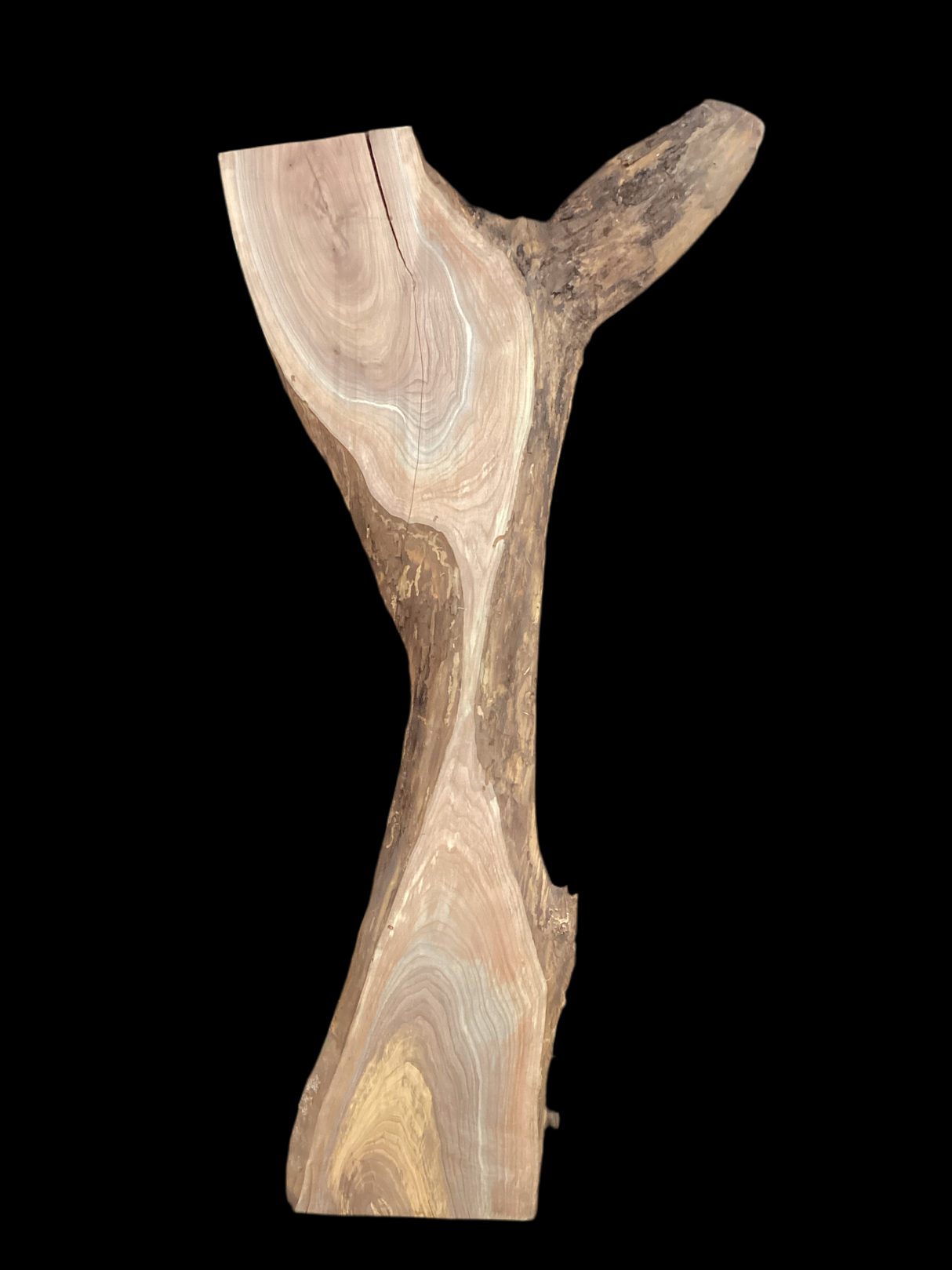 A irregular shaped walnut slab with a black background. 