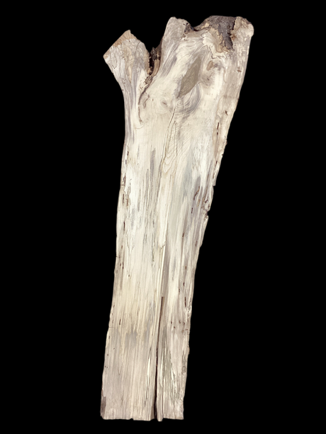 A close-up image of a beige-colored hackberry wood slab with heavy spalting and a prominent live edge, featuring some insect bore holes.