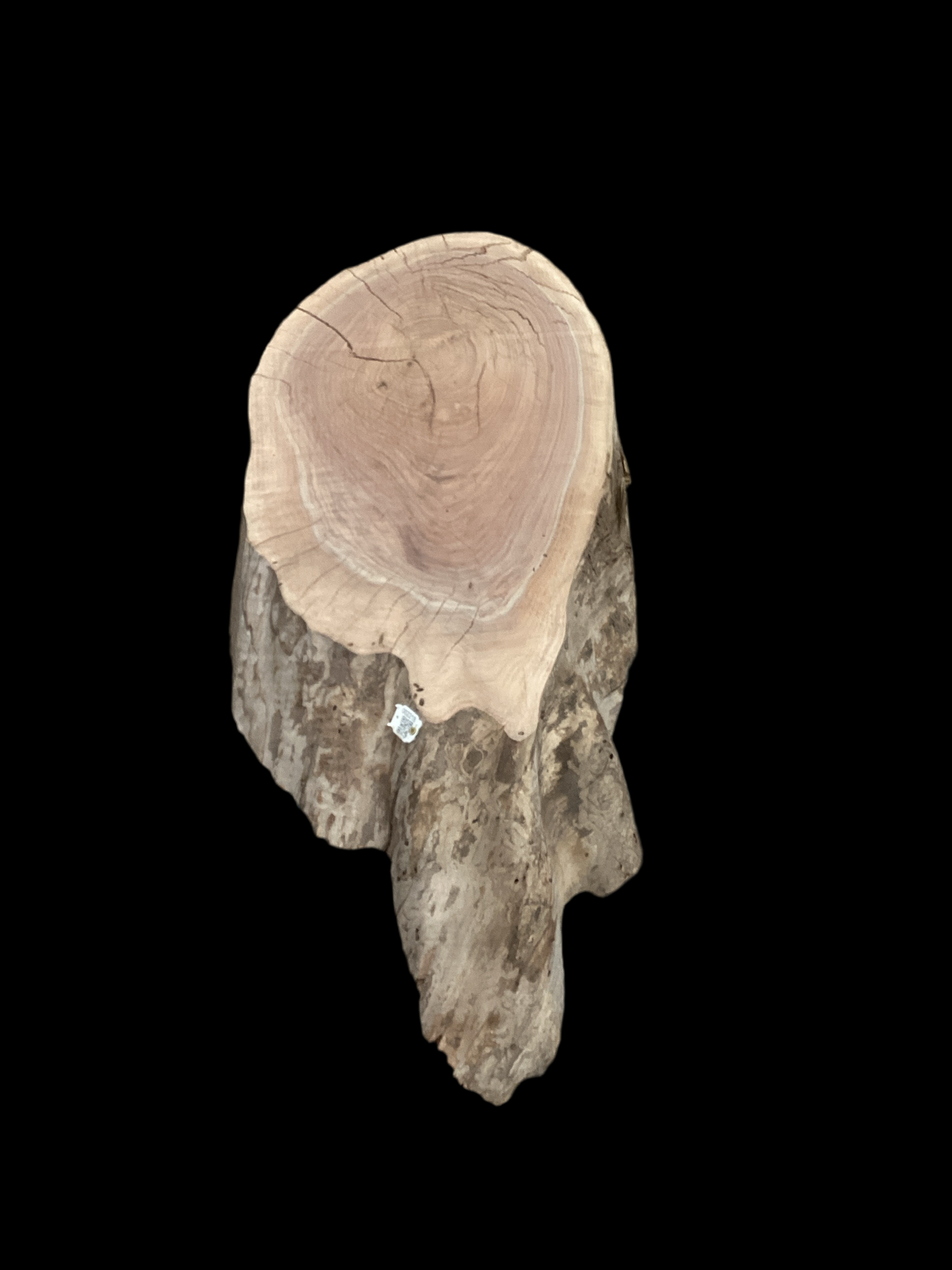 Irregular shaped walnut slab with a black background.