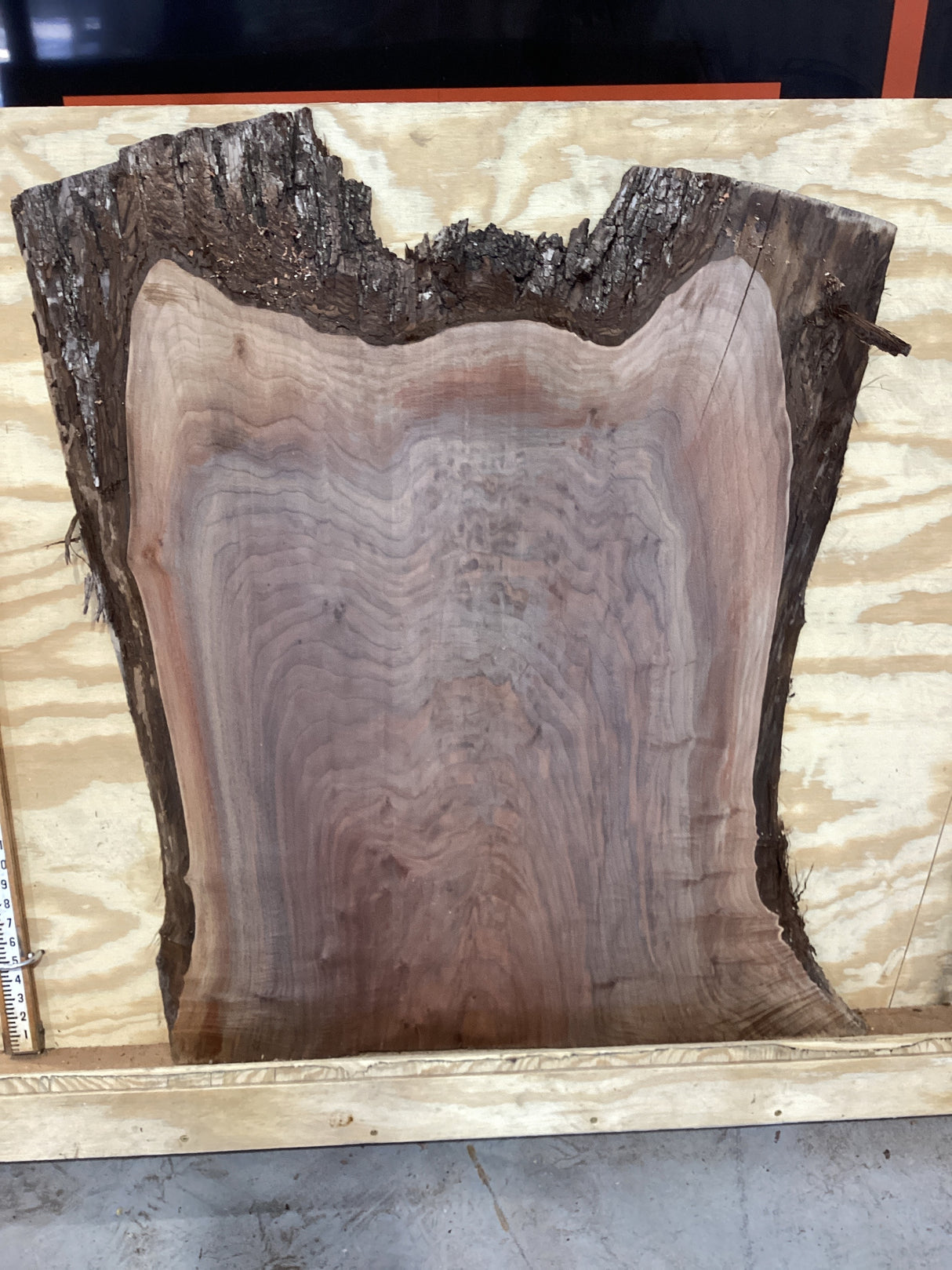 A close-up image of a walnut slab with a tiger-striped figure, indicating the natural grain of the wood. Against a plywood background.