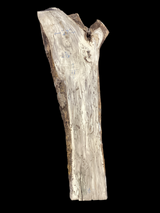 A close-up image of a beige-colored hackberry wood slab with heavy spalting and a prominent live edge, featuring some insect bore holes.