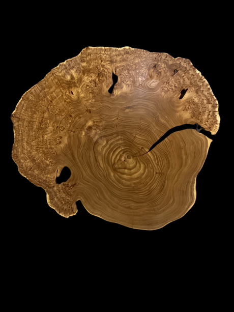 A Siberian Elm Burl, displaying the natural curved grain of the wood against a black background.