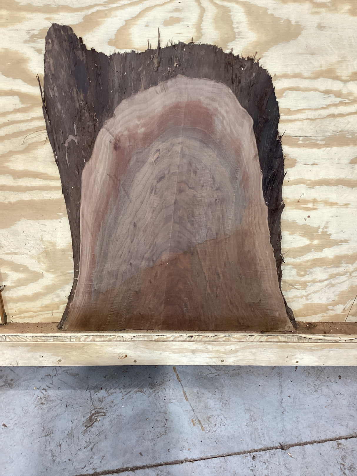 A walnut slab with tiger striped markings on a plywood background.