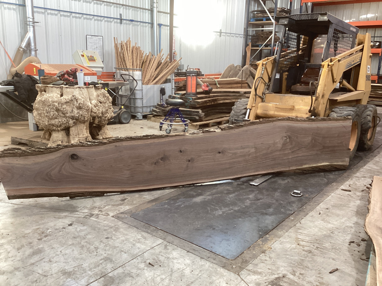 Large walnut wood slab propped on a forklift showing its length.